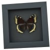 Mourning Cloak Butterfly Nymphalis Antiopa Real Framed Taxidermy Moonlight Display