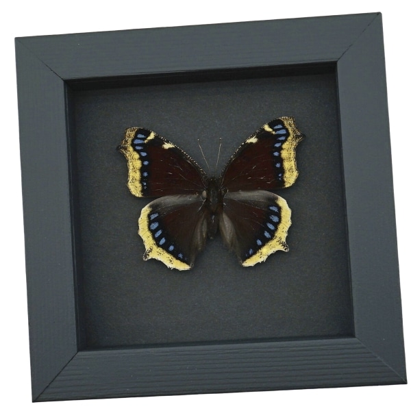 Mourning Cloak Butterfly Nymphalis Antiopa Real Framed Taxidermy Moonlight Display