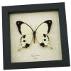 Papilio dardanus Mocker Swallowtail Butterfly Real Framed Taxidermy Display