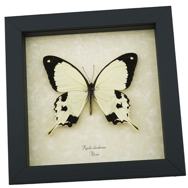 Papilio dardanus Mocker Swallowtail Butterfly Real Framed Taxidermy Display