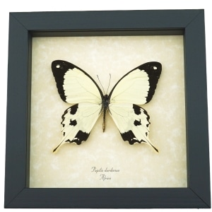 Papilio dardanus Mocker Swallowtail Butterfly Real Framed Taxidermy Display