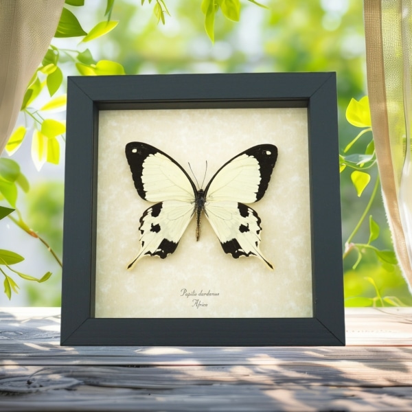 Papilio dardanus Mocker Swallowtail Butterfly Real Framed Taxidermy Display