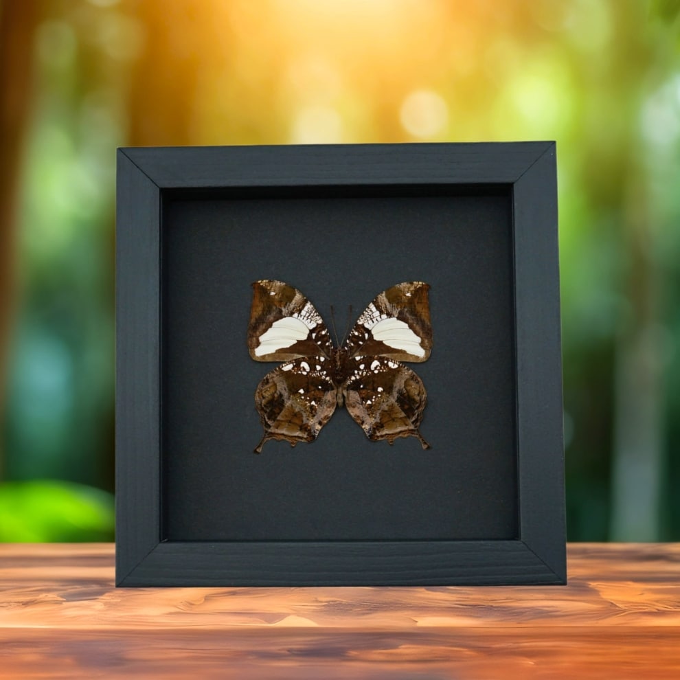 Anaea clytemnestra verso Leaf Mimic Butterfly Framed Taxidermy Moonlight Display Anaea clytemnestra verso Leaf Mimic Butterfly Framed Taxidermy Moonlight Display