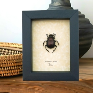 Real African Scarab Beetle Scarabaeus nitens Framed Taxidermy Display