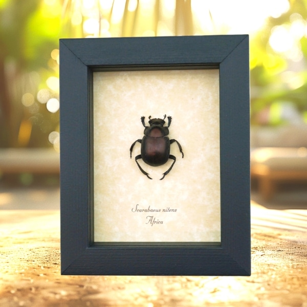 Real African Scarab Beetle Scarabaeus nitens Framed Taxidermy Display