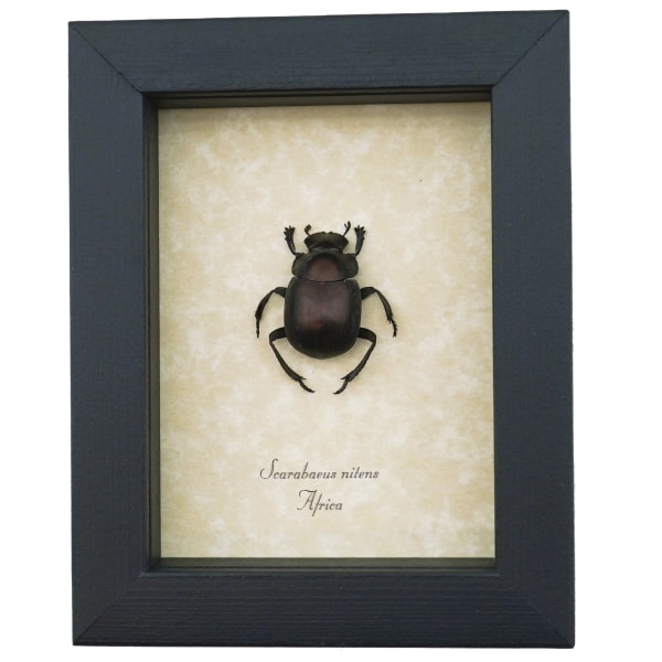 Real African Scarab Beetle Scarabaeus nitens Framed Taxidermy Display