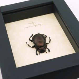 Real African Scarab Beetle Scarabaeus nitens Framed Taxidermy Display
