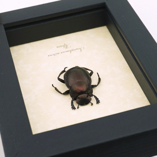 Real African Scarab Beetle Scarabaeus nitens Framed Taxidermy Display