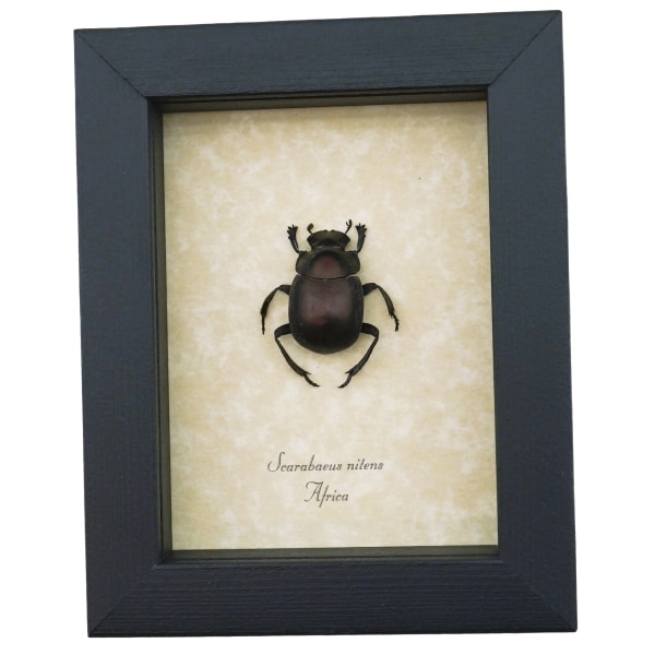 Real African Scarab Beetle Scarabaeus nitens Framed Taxidermy Display
