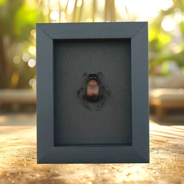 Real African Scarab Beetle Scarabaeus nitens Framed Taxidermy Moonlight Display