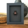 Real African Scarab Beetle Scarabaeus nitens Framed Taxidermy Moonlight Display
