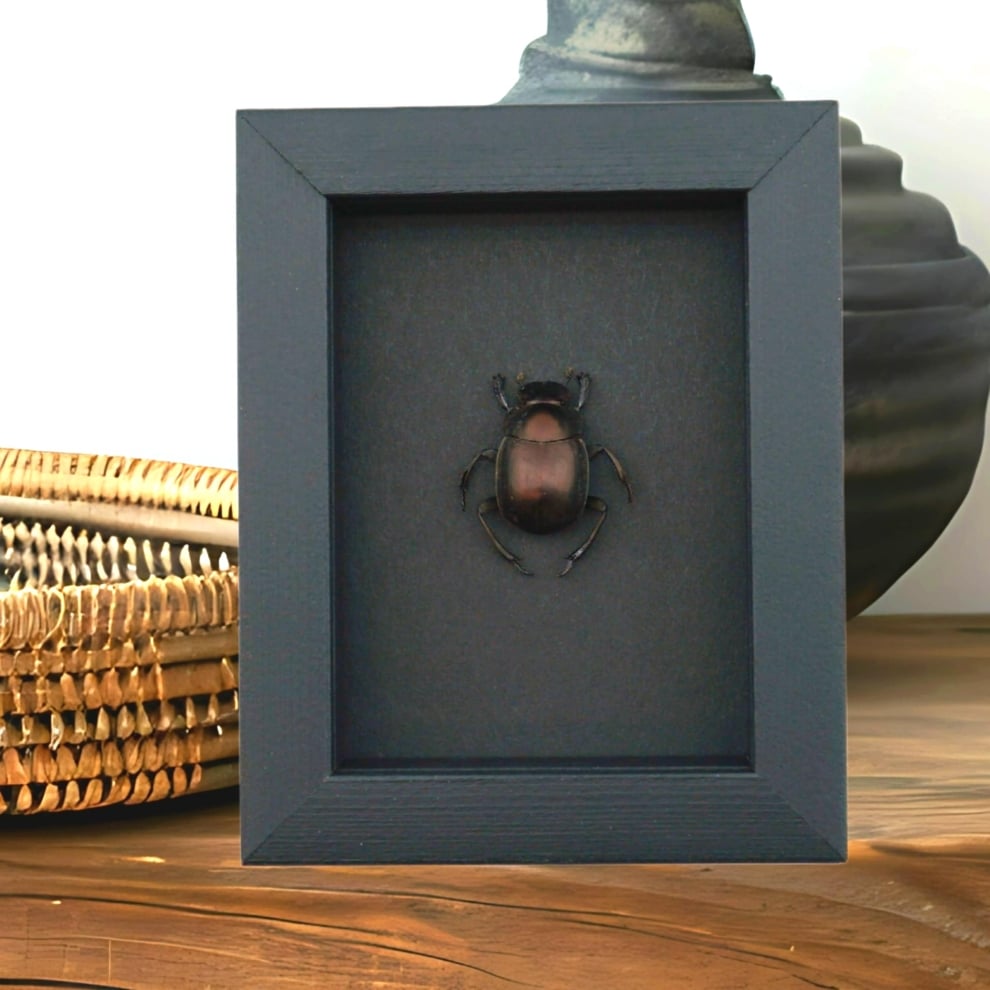 Real African Scarab Beetle Scarabaeus nitens Framed Taxidermy Moonlight Display Real African Scarab Beetle Scarabaeus nitens Framed Taxidermy Moonlight Display
