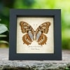 Real Framed Malachite Butterfly Siproeta stelenes biplagiata Female Verso Taxidermy Display