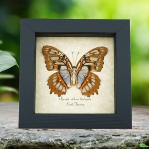 Real Framed Malachite Butterfly Siproeta stelenes biplagiata Female Verso Taxidermy Display