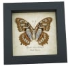 Real Framed Malachite Butterfly Siproeta stelenes biplagiata Female Verso Taxidermy Display