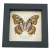 Real Framed Malachite Butterfly Siproeta stelenes biplagiata Female Verso Taxidermy Display