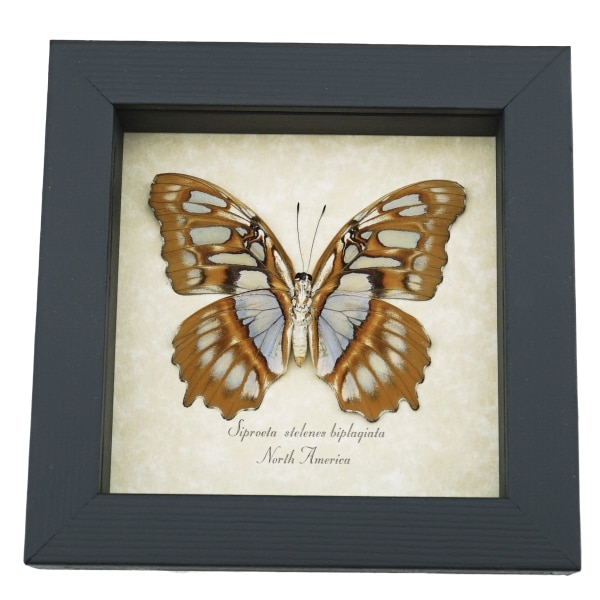 Real Framed Malachite Butterfly Siproeta stelenes biplagiata Female Verso Taxidermy Display