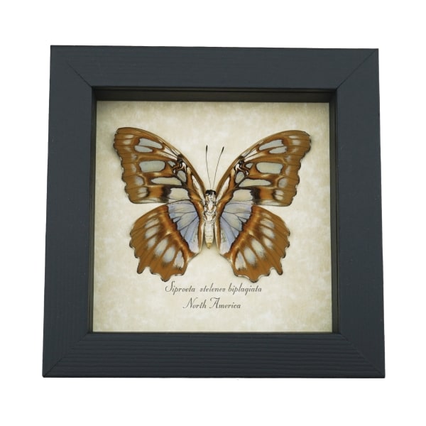 Real Framed Malachite Butterfly Siproeta stelenes biplagiata Female Verso Taxidermy Display