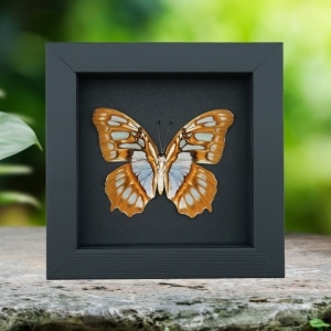 Malachite Butterfly Siproeta stelenes biplagiata Female Verso Framed Taxidermy Moonlight Display