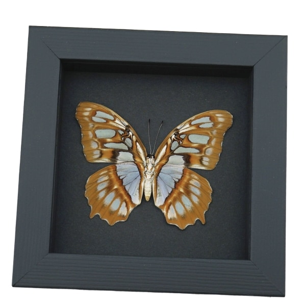 Malachite Butterfly Siproeta stelenes biplagiata Female Verso Framed Taxidermy Moonlight Display