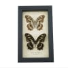 Malachite Butterfly Collection Siproeta stelenes biplagiata Set Framed Butterflies Taxidermy Display