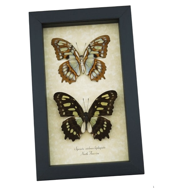 Malachite Butterfly Collection Siproeta stelenes biplagiata Set Framed Butterflies Taxidermy Display