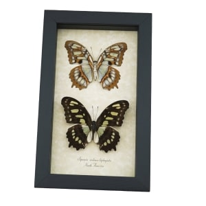 Malachite Butterfly Collection Siproeta stelenes biplagiata Set Framed Butterflies Taxidermy Display