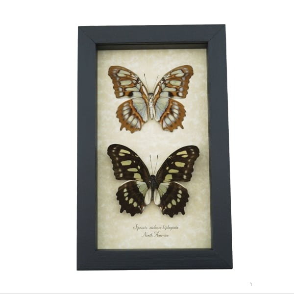 Malachite Butterfly Collection Siproeta stelenes biplagiata Set Framed Butterflies Taxidermy Display