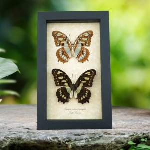 Malachite Butterfly Collection Siproeta stelenes biplagiata Set Framed Butterflies Taxidermy Display