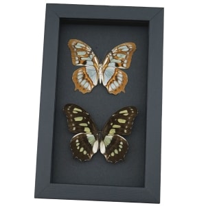 Malachite Butterfly Collection Siproeta stelenes biplagiata Set Framed Butterflies Taxidermy Moonlight Display