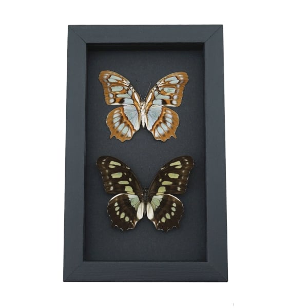 Malachite Butterfly Collection Siproeta stelenes biplagiata Set Framed Butterflies Taxidermy Moonlight Display