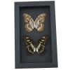 Malachite Butterfly Collection Siproeta stelenes biplagiata Set Framed Butterflies Taxidermy Moonlight Display