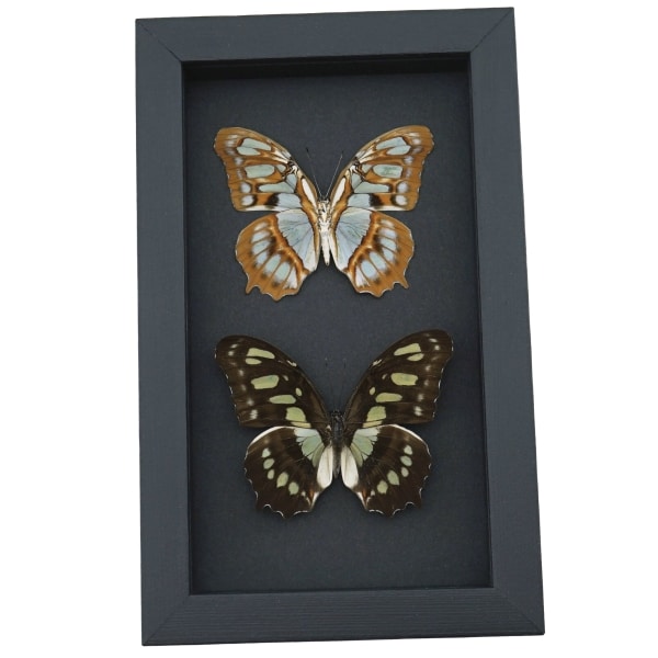 Malachite Butterfly Collection Siproeta stelenes biplagiata Set Framed Butterflies Taxidermy Moonlight Display