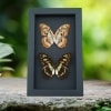 Malachite Butterfly Collection Siproeta stelenes biplagiata Set Framed Butterflies Taxidermy Moonlight Display