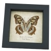 Real Framed Malachite Butterfly Siproeta stelenes biplagiata Verso Taxidermy Display
