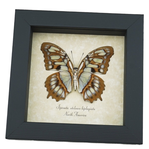 Real Framed Malachite Butterfly Siproeta stelenes biplagiata Verso Taxidermy Display