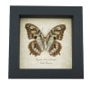 Real Framed Malachite Butterfly Siproeta stelenes biplagiata Verso Taxidermy Display
