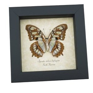 Real Framed Malachite Butterfly Siproeta stelenes biplagiata Verso Taxidermy Display