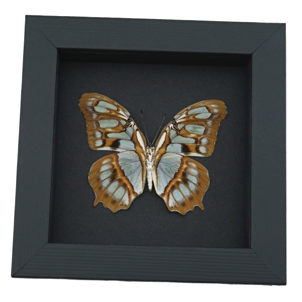 Malachite Butterfly Siproeta stelenes biplagiata male Verso Framed Taxidermy Moonlight Display