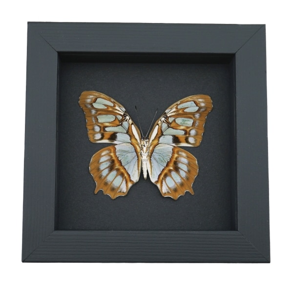 Malachite Butterfly Siproeta stelenes biplagiata male Verso Framed Taxidermy Moonlight Display