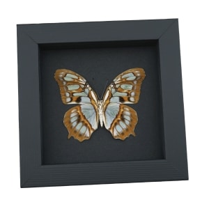 Malachite Butterfly Siproeta stelenes biplagiata male Verso Framed Taxidermy Moonlight Display