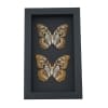 Malachite Butterfly Siproeta stelenes biplagiata Pair Verso Framed Taxidermy Moonlight Display