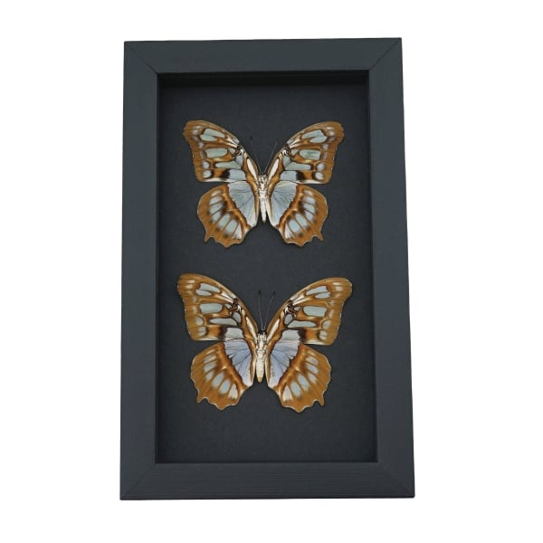 Malachite Butterfly Siproeta stelenes biplagiata Pair Verso Framed Taxidermy Moonlight Display