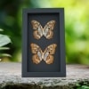 Malachite Butterfly Siproeta stelenes biplagiata Pair Verso Framed Taxidermy Moonlight Display