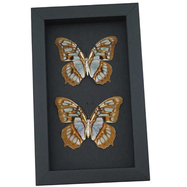Malachite Butterfly Siproeta stelenes biplagiata Pair Verso Framed Taxidermy Moonlight Display