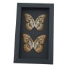 Malachite Butterfly Siproeta stelenes biplagiata Pair Verso Framed Taxidermy Moonlight Display
