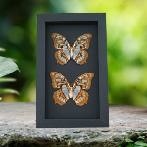 Malachite Butterfly Siproeta stelenes biplagiata Pair Verso Framed Taxidermy Moonlight Display
