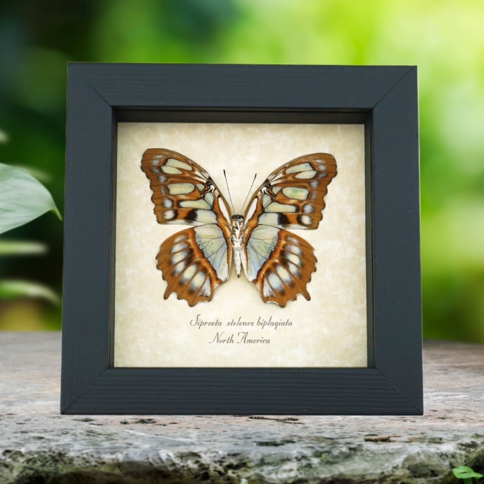 Real Framed Malachite Butterfly Siproeta stelenes biplagiata Verso Taxidermy Display