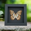 Malachite Butterfly Siproeta stelenes biplagiata male Verso Framed Taxidermy Moonlight Display