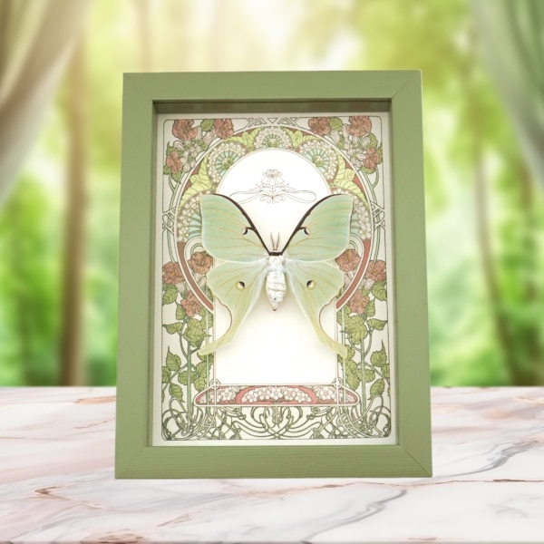 Real Luna Moth Art Nouveau Actias luna Female Framed Taxidermy Sage Green Display
